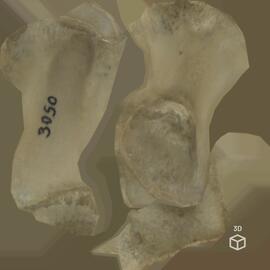 Ilium (dto.) de porco-doméstico (Sus scrofa domesticus), Large White x Landrace, ca. 12 semanas, ...