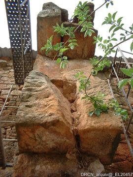 Ala nascente – Fotografia 011