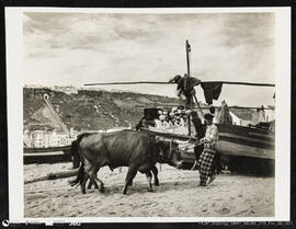 Pescador conduzindo os bois