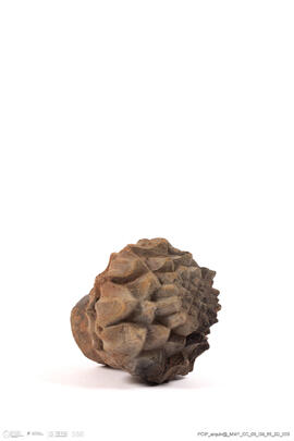 Fragmento alcachofra