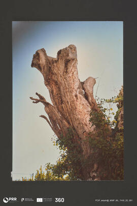 Tronco de castanheiro