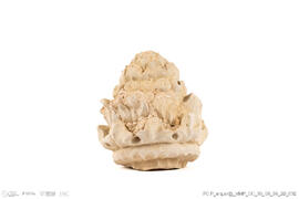 Fragmento alcachofra