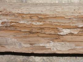 Órgão - pormenor estrutura - ataque térmita - restauro MDF