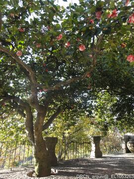 Jardim