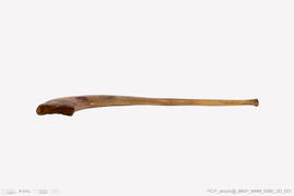 Shofar