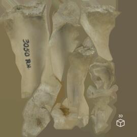 Fémur (dto.) de porco-doméstico (Sus scrofa domesticus), Large White x Landrace, ca. 12 semanas, ...