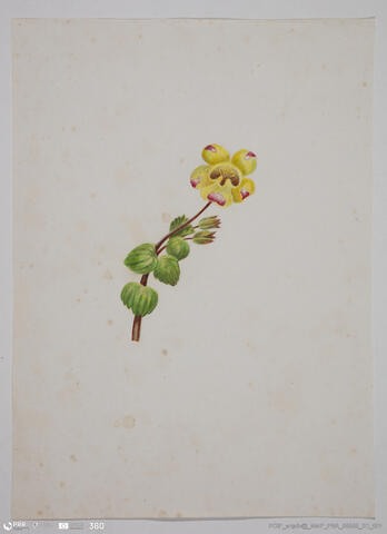 Open original Digital object