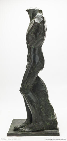 Torso