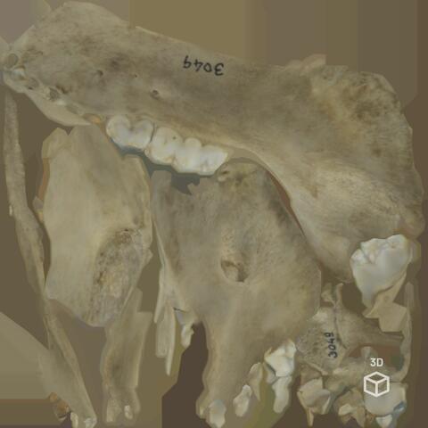 Open original Digital object