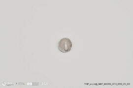 Moeda grega (Doação Bühler-Brockhaus)