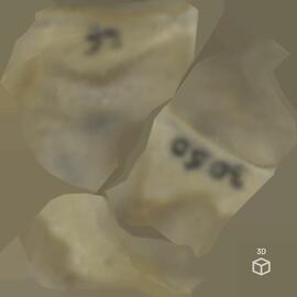 Falange proximal (membro anterior esq.) de porco-doméstico (Sus scrofa domesticus), Large White x...