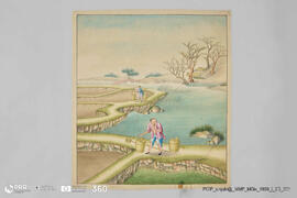 Título desconhecido (A cultura do arroz)