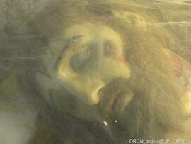 Escultura “Cristo Morto”