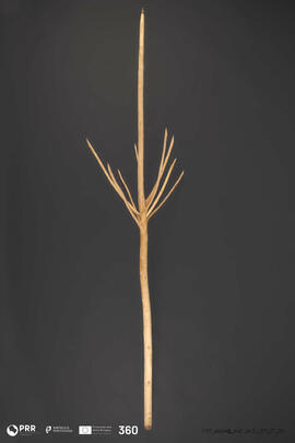 Vara do ramo do mordomo