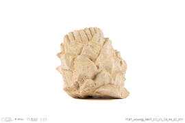 Fragmento alcachofra