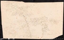 Apontamento: Motivo vegetal - tronco