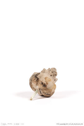 Fragmento de pequena alcachofra com espigão