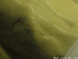 Escultura “Cristo Morto”