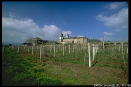 Vinhas