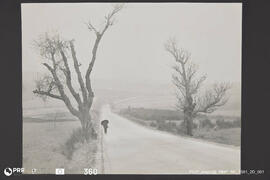 Nebelina Matinal - Áliquis