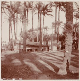 Álbum fotográfico - Viagem de Fev-Mai 1903 ao Mediterrâneo