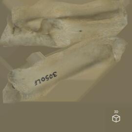 Ulna (esq.) de porco-doméstico (Sus scrofa domesticus), Large White x Landrace, ca. 12 semanas, L...