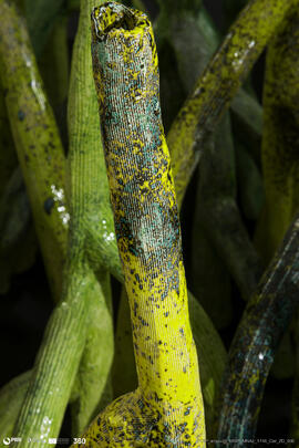 Mangal (instalação)