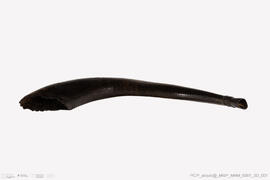 Shofar