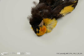 Acessório em pássaro