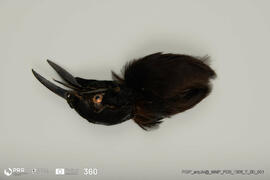 Acessório em pássaro