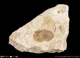 Pedra decorada (fragmento)