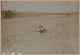 Álbum fotográfico - Passeios no Campo; saltos a cavalo; etc