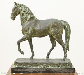 Cavalo - Estudo