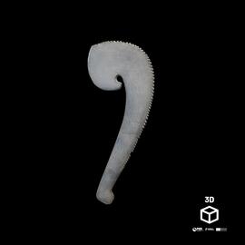 Báculo de dorso serrilhado