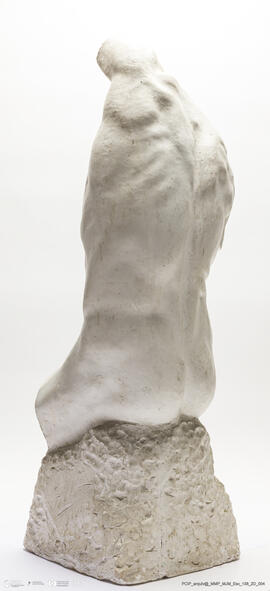Torso Masculino