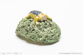 Jarro musgado Lagarto