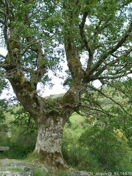 Carvalho (Quercus robur) no largo de chegada à entrada do Mosteiro