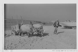 Sem Título