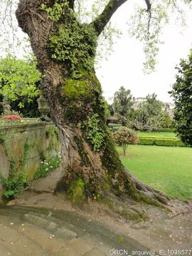 Jardim