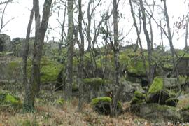 Fotografia