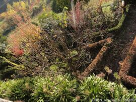 Jardim