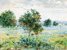 Laranjeiras à tarde