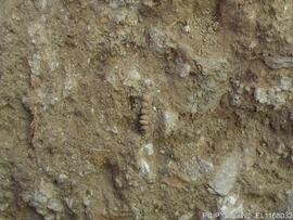 Sondagens  arqueológicas