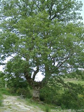 Carvalho (Quercus robur) no largo de chegada à entrada do Mosteiro