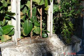 Fotografia