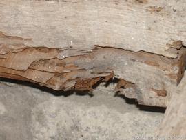 Órgão - pormenor estrutura - ataque térmita - restauro MDF
