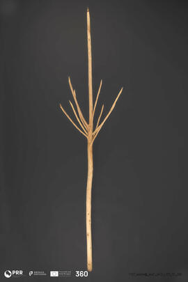 Vara do ramo do mordomo