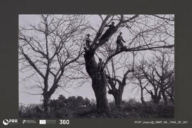 Retrato de crianças posando sobre os ramos de um castanheiro