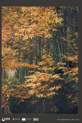 Paisagem outonal de bosque