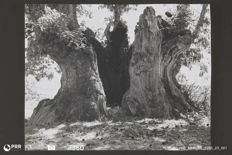 Open original Digital object